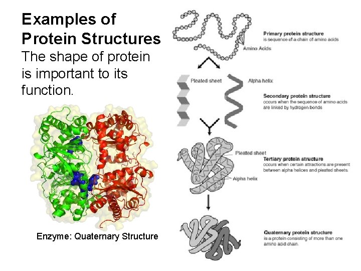 Examples of Protein Structures The shape of protein is important to its function. Enzyme: