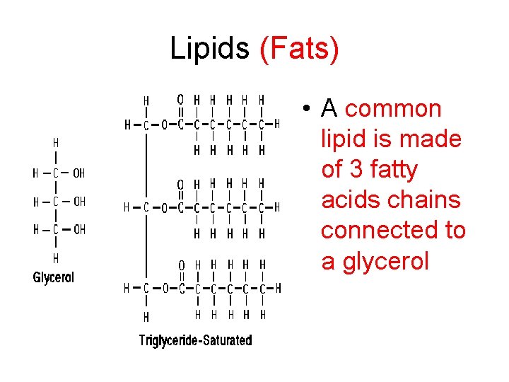 Lipids (Fats) • A common lipid is made of 3 fatty acids chains connected
