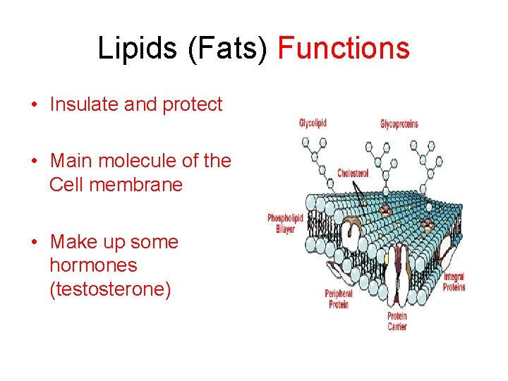Lipids (Fats) Functions • Insulate and protect • Main molecule of the Cell membrane