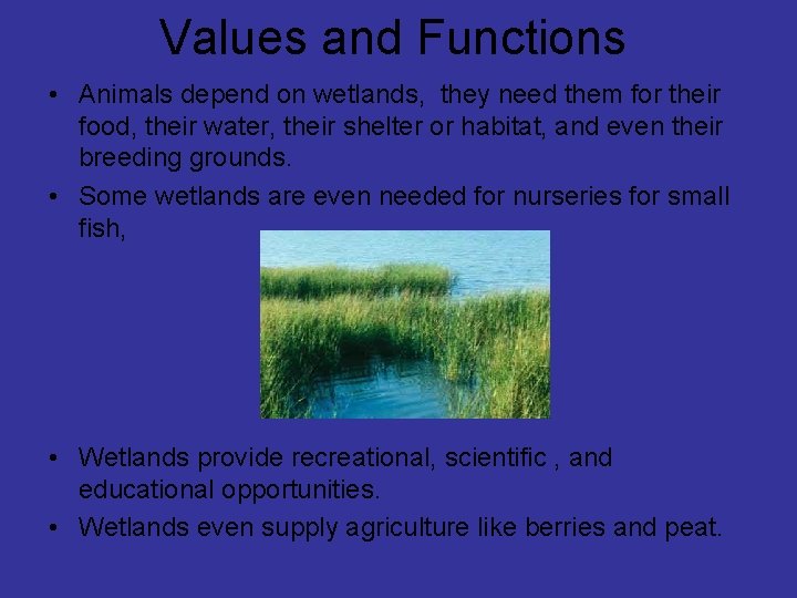 Values and Functions • Animals depend on wetlands, they need them for their food,