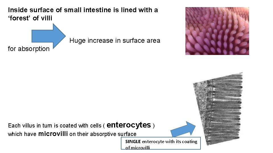 Inside surface of small intestine is lined with a ‘forest’ of villi Huge increase
