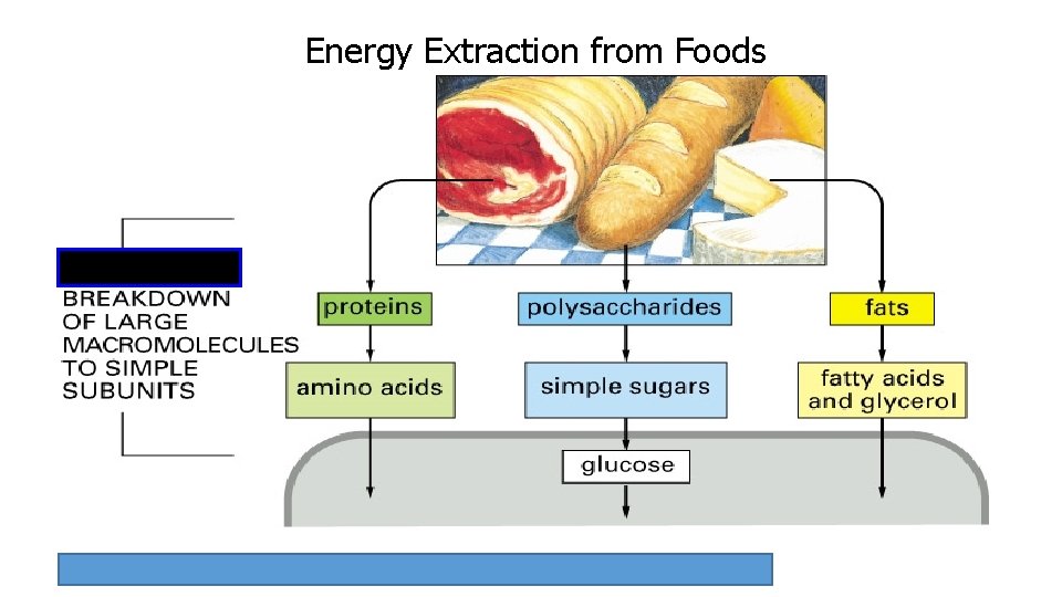 Energy Extraction from Foods 13 