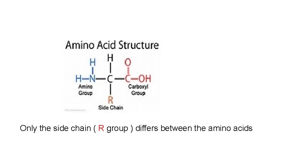 Only the side chain ( R group ) differs between the amino acids 