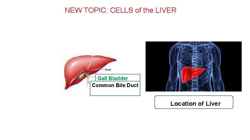 NEW TOPIC: CELLS of the LIVER Ga Gall Bladder Common Bile Duct Location of