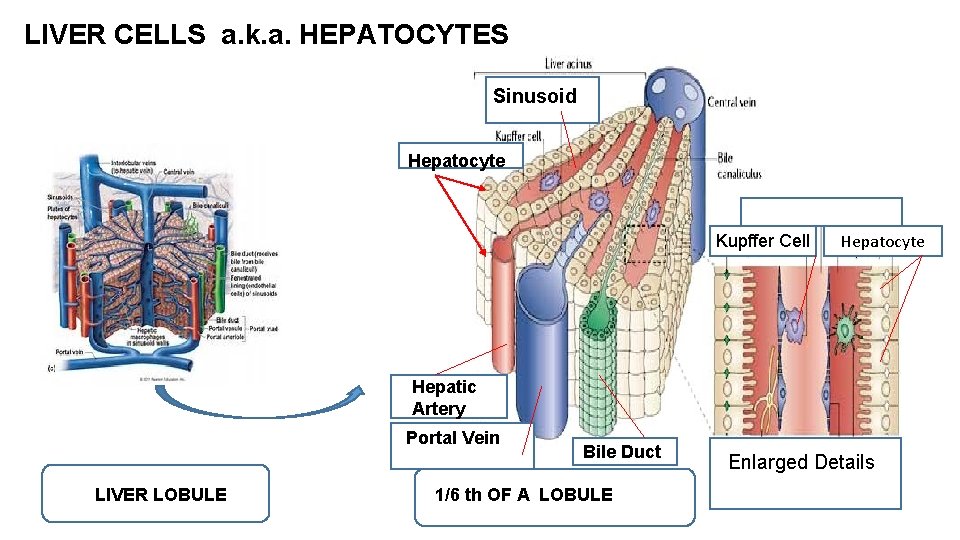 LIVER CELLS a. k. a. HEPATOCYTES Sinusoid Hepatocyte Kupffer Cell Hepatocyte Hepatic Artery Portal