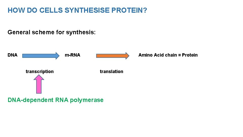 HOW DO CELLS SYNTHESISE PROTEIN? General scheme for synthesis: DNA m-RNA transcription Amino Acid