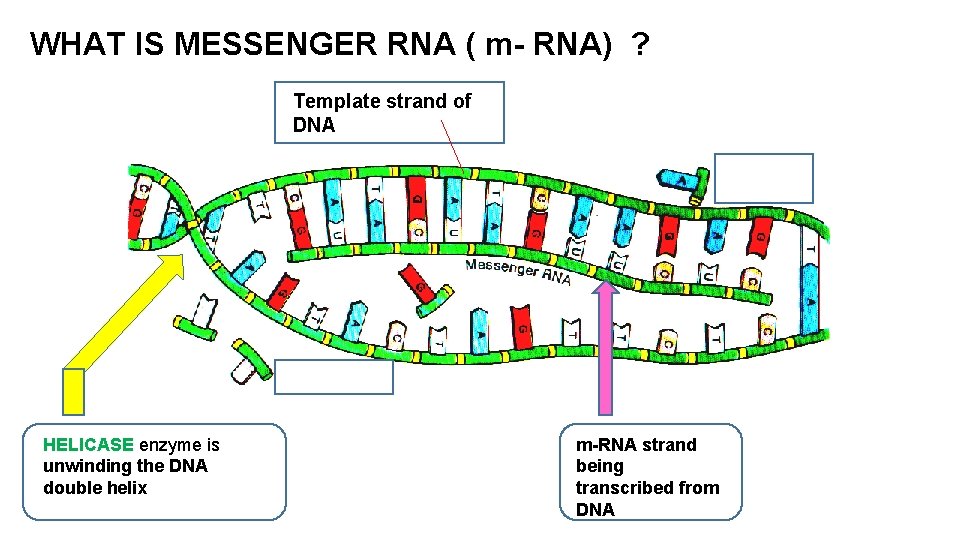 WHAT IS MESSENGER RNA ( m- RNA) ? Template strand of DNA HELICASE enzyme
