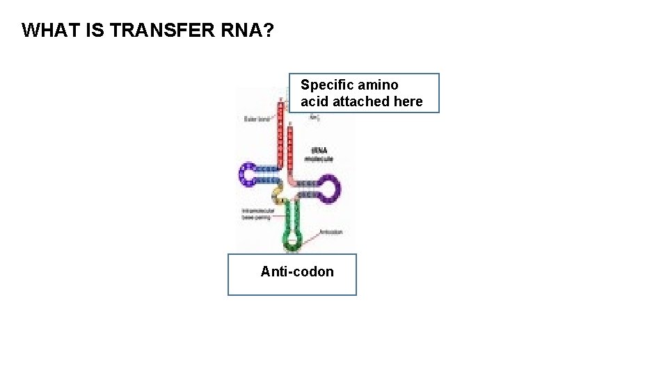 WHAT IS TRANSFER RNA? Specific amino acid attached here Anti-codon 