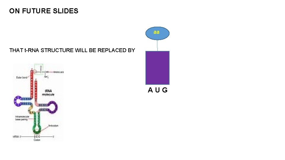 ON FUTURE SLIDES aa THAT t-RNA STRUCTURE WILL BE REPLACED BY AUG 