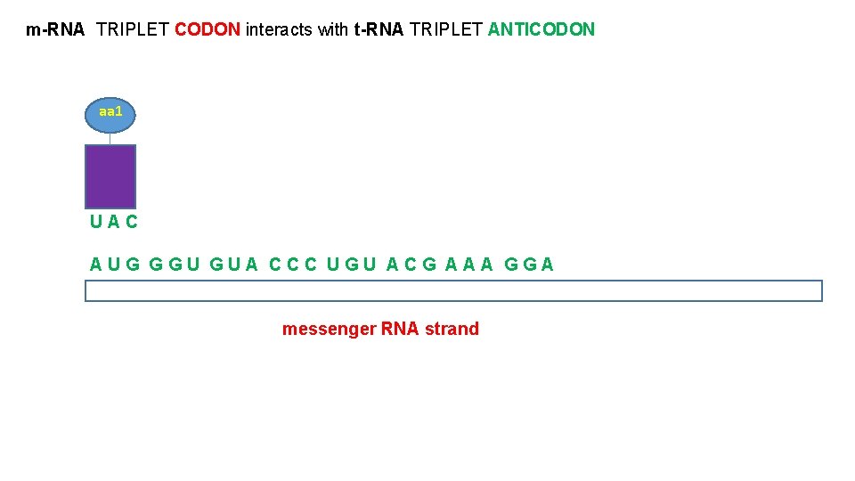 m-RNA TRIPLET CODON interacts with t-RNA TRIPLET ANTICODON aa 1 UAC AUG GGU GUA