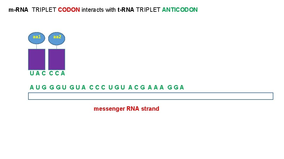 m-RNA TRIPLET CODON interacts with t-RNA TRIPLET ANTICODON aa 1 aa 2 UAC CCA