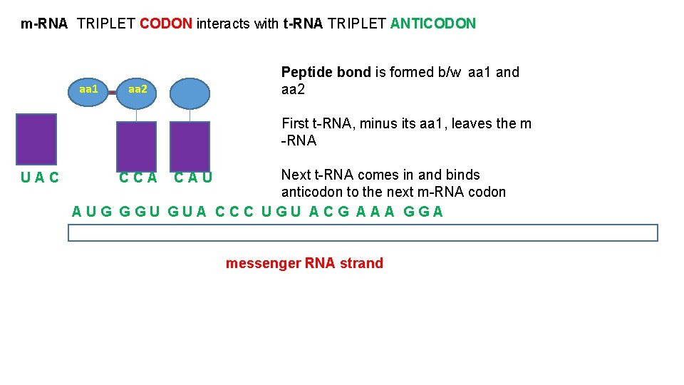 m-RNA TRIPLET CODON interacts with t-RNA TRIPLET ANTICODON aa 1 Peptide bond is formed