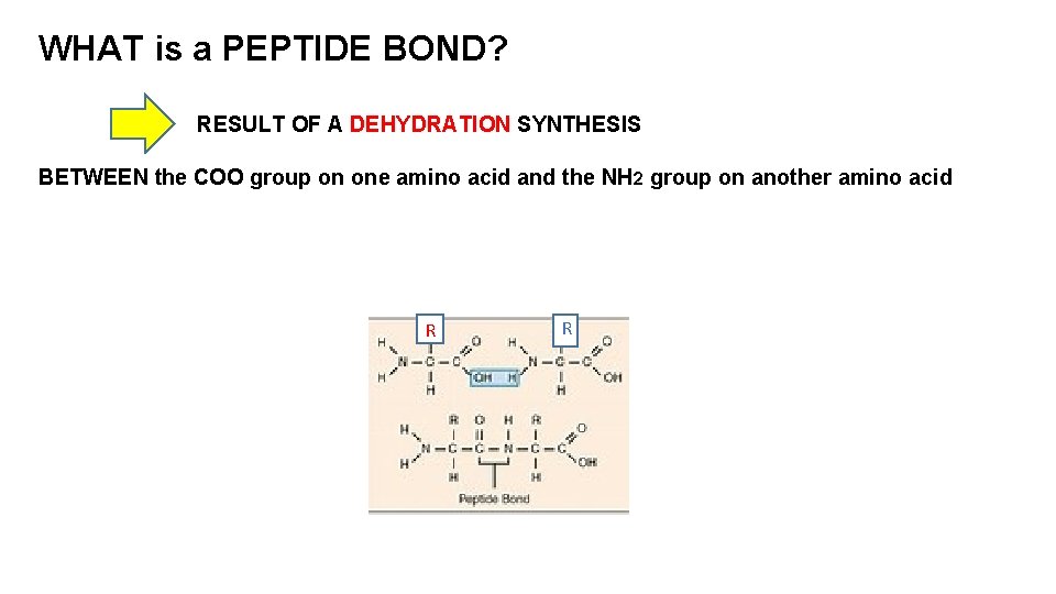 WHAT is a PEPTIDE BOND? RESULT OF A DEHYDRATION SYNTHESIS BETWEEN the COO group