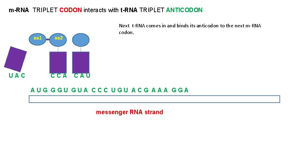 m-RNA TRIPLET CODON interacts with t-RNA TRIPLET ANTICODON aa 1 UAC Next t-RNA comes