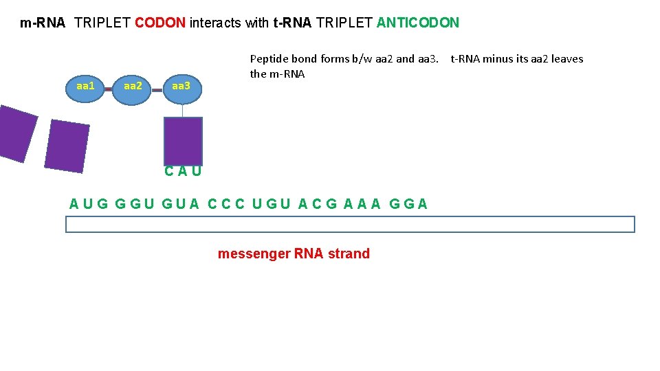 m-RNA TRIPLET CODON interacts with t-RNA TRIPLET ANTICODON aa 1 aa 2 aa 3