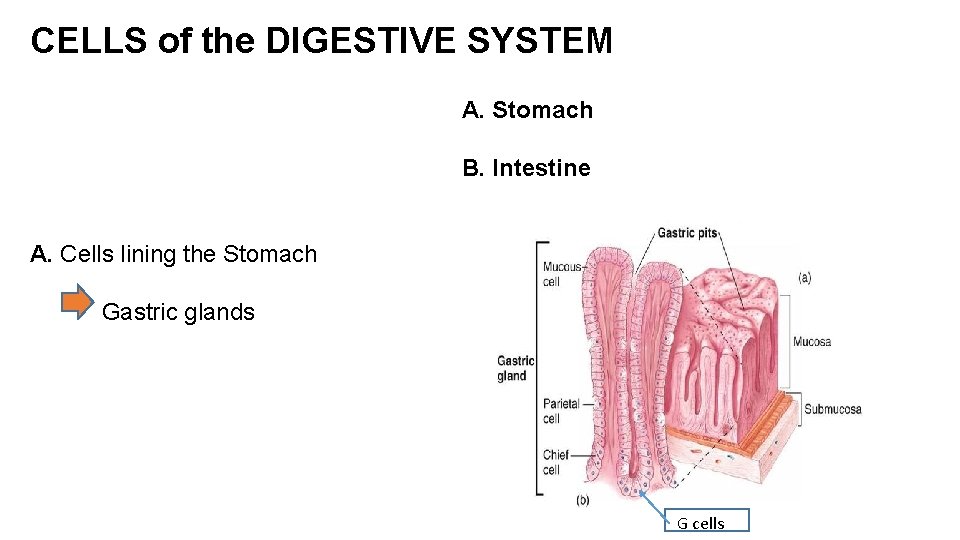 CELLS of the DIGESTIVE SYSTEM A. Stomach B. Intestine A. Cells lining the Stomach