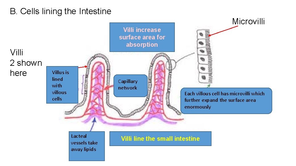 B. Cells lining the Intestine Microvilli Villi increase Microvilli Villi 2 shown here surface