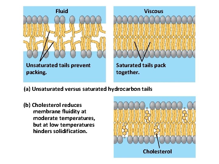 Fluid Unsaturated tails prevent packing. Viscous Saturated tails pack together. (a) Unsaturated versus saturated