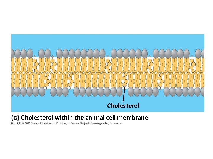Cholesterol within the animal cell membrane 