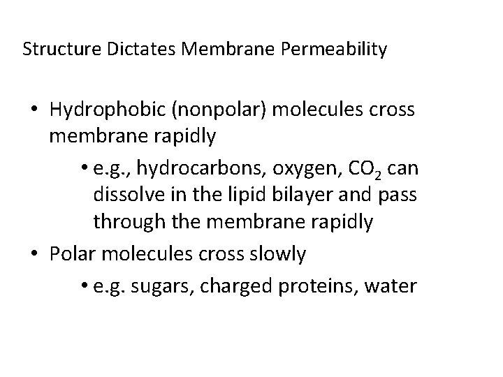 Structure Dictates Membrane Permeability • Hydrophobic (nonpolar) molecules cross membrane rapidly • e. g.