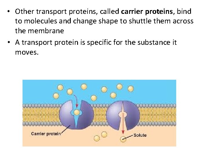  • Other transport proteins, called carrier proteins, bind to molecules and change shape