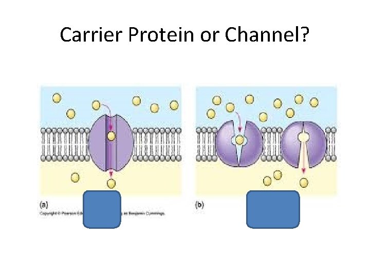 Carrier Protein or Channel? 