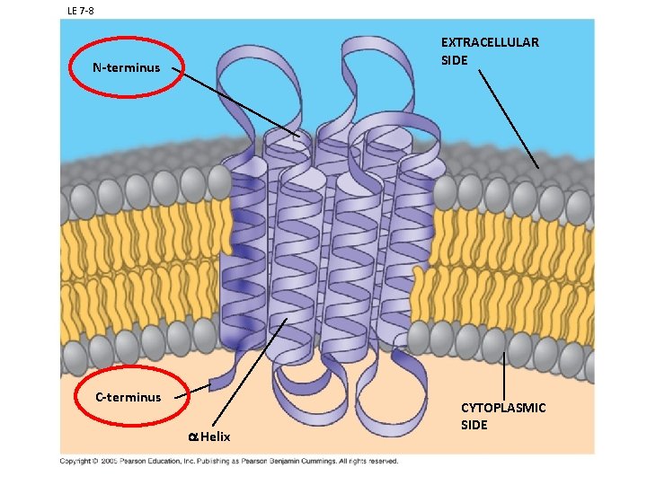 LE 7 -8 EXTRACELLULAR SIDE N-terminus C-terminus a Helix CYTOPLASMIC SIDE 