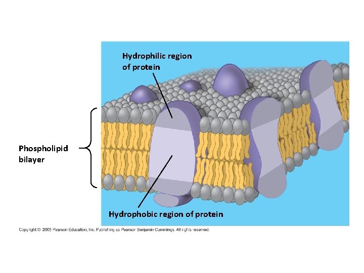 Hydrophilic region of protein Phospholipid bilayer Hydrophobic region of protein 