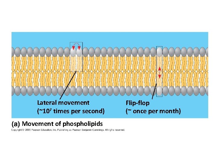 Lateral movement (~107 times per second) Movement of phospholipids Flip-flop (~ once per month)
