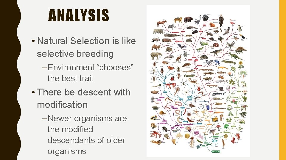 ANALYSIS • Natural Selection is like selective breeding – Environment “chooses” the best trait ANALYSIS • Natural Selection is like selective breeding – Environment “chooses” the best trait