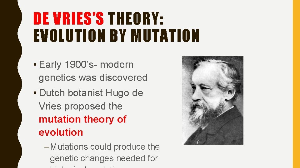 DE VRIES’S THEORY: EVOLUTION BY MUTATION • Early 1900’s- modern genetics was discovered • DE VRIES’S THEORY: EVOLUTION BY MUTATION • Early 1900’s- modern genetics was discovered •