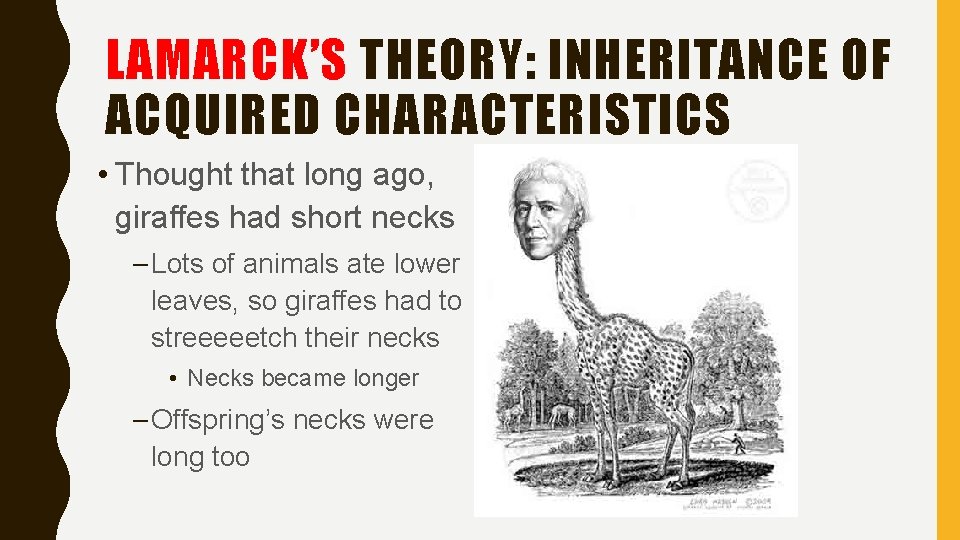 LAMARCK’S THEORY: INHERITANCE OF ACQUIRED CHARACTERISTICS • Thought that long ago, giraffes had short LAMARCK’S THEORY: INHERITANCE OF ACQUIRED CHARACTERISTICS • Thought that long ago, giraffes had short