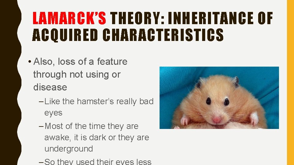 LAMARCK’S THEORY: INHERITANCE OF ACQUIRED CHARACTERISTICS • Also, loss of a feature through not LAMARCK’S THEORY: INHERITANCE OF ACQUIRED CHARACTERISTICS • Also, loss of a feature through not