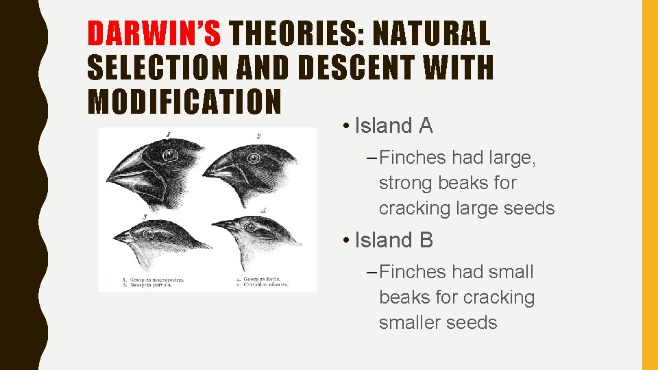 DARWIN’S THEORIES: NATURAL SELECTION AND DESCENT WITH MODIFICATION • Island A – Finches had DARWIN’S THEORIES: NATURAL SELECTION AND DESCENT WITH MODIFICATION • Island A – Finches had