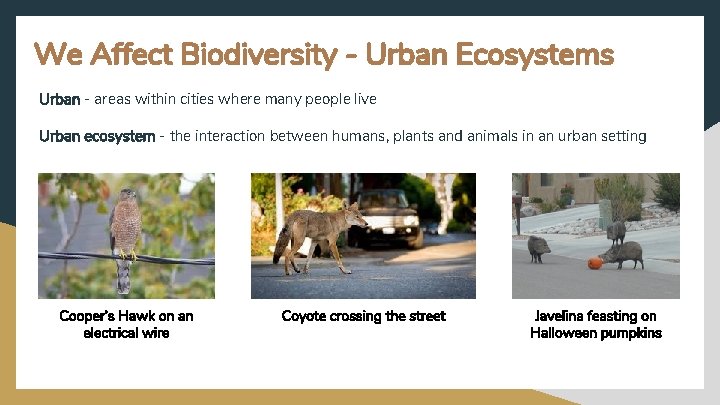 We Affect Biodiversity - Urban Ecosystems Urban - areas within cities where many people