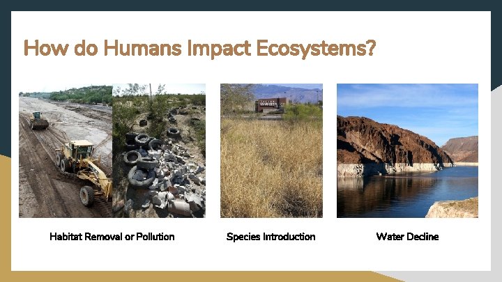 How do Humans Impact Ecosystems? Habitat Removal or Pollution Species Introduction Water Decline 
