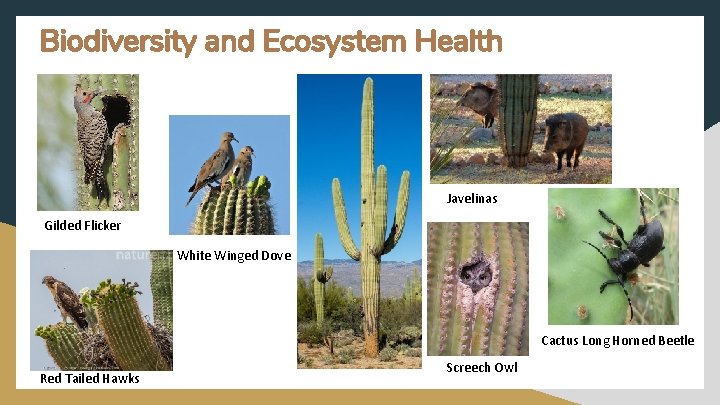 Biodiversity and Ecosystem Health Javelinas Gilded Flicker White Winged Dove Cactus Long Horned Beetle