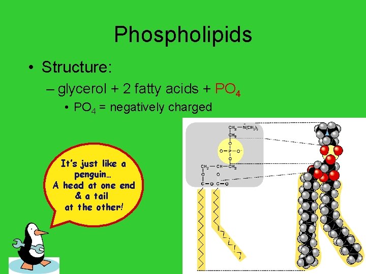 Phospholipids • Structure: – glycerol + 2 fatty acids + PO 4 • PO