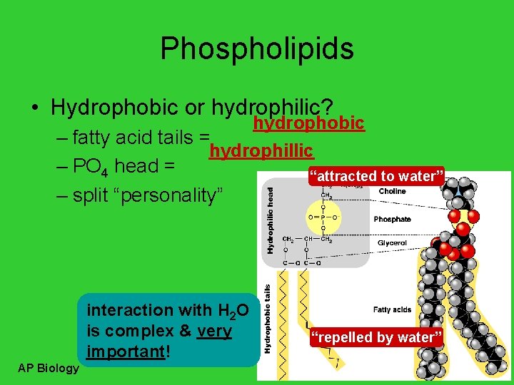 Phospholipids • Hydrophobic or hydrophilic? hydrophobic – fatty acid tails = hydrophillic – PO