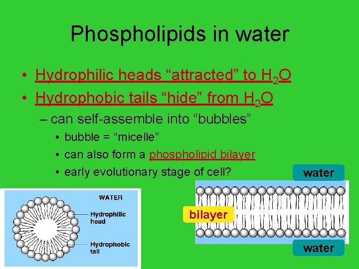 Phospholipids in water • Hydrophilic heads “attracted” to H 2 O • Hydrophobic tails