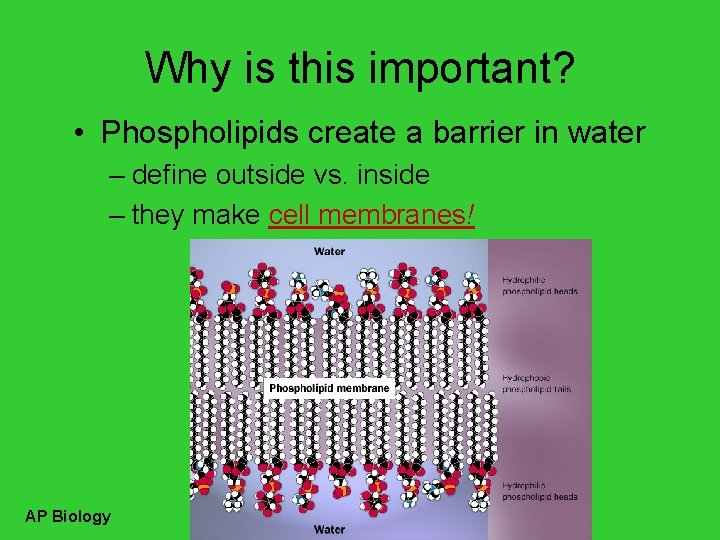 Why is this important? • Phospholipids create a barrier in water – define outside