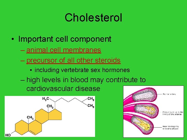 Cholesterol • Important cell component – animal cell membranes – precursor of all other