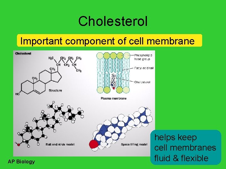 Cholesterol Important component of cell membrane AP Biology helps keep cell membranes fluid &