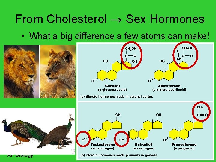 From Cholesterol Sex Hormones • What a big difference a few atoms can make!