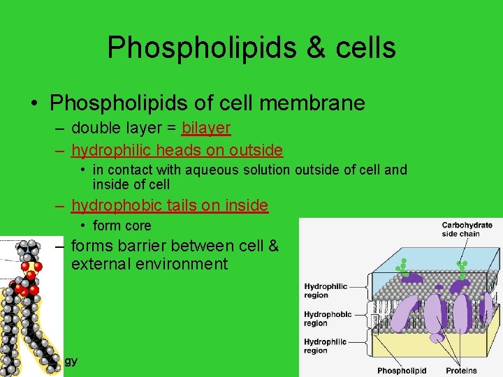 Phospholipids & cells • Phospholipids of cell membrane – double layer = bilayer –