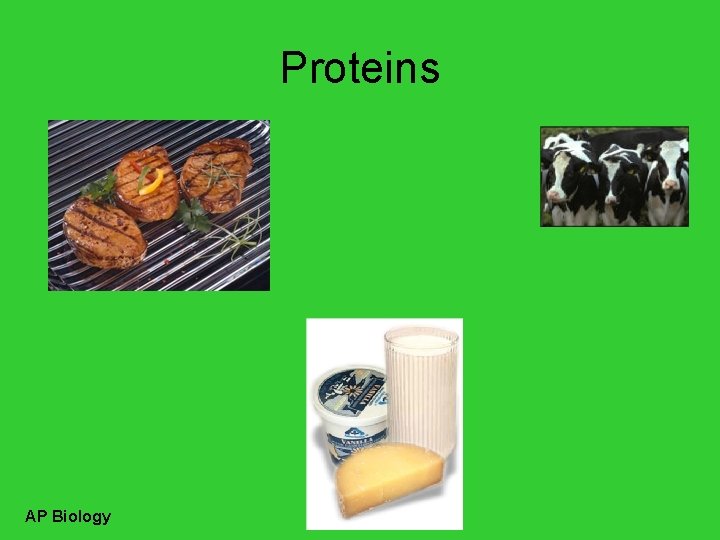 Proteins AP Biology 