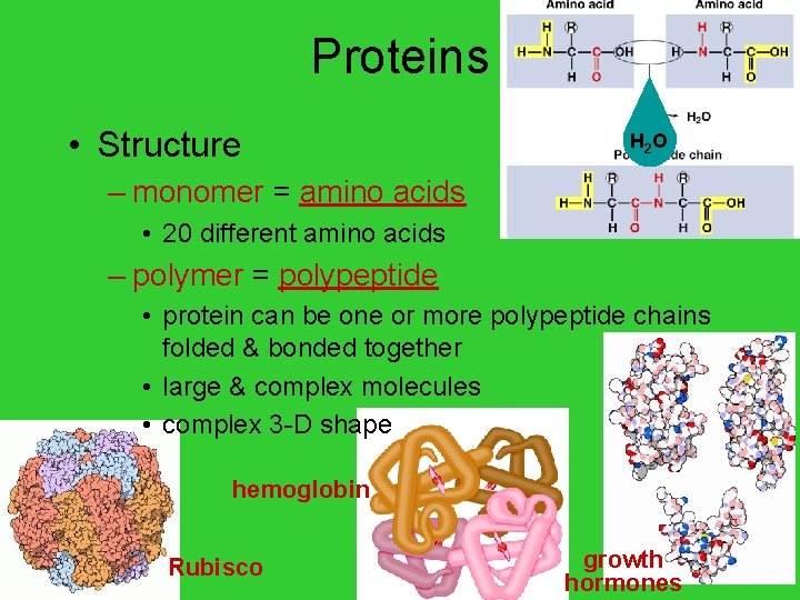 Proteins • Structure H 2 O – monomer = amino acids • 20 different
