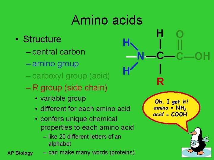 Amino acids • Structure – central carbon – amino group – carboxyl group (acid)