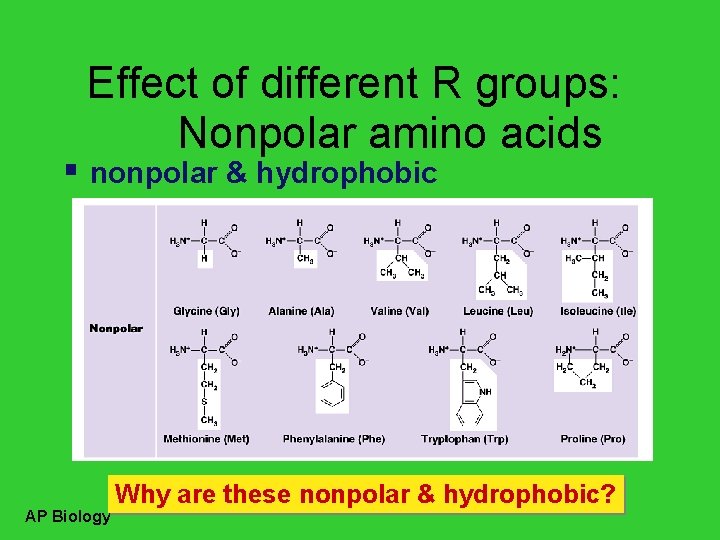 Effect of different R groups: Nonpolar amino acids nonpolar & hydrophobic AP Biology Why