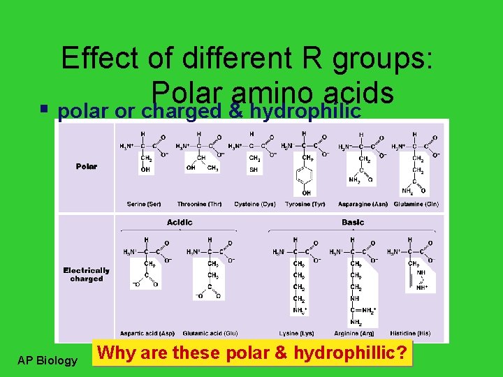 Effect of different R groups: Polar amino acids polar or charged & hydrophilic AP